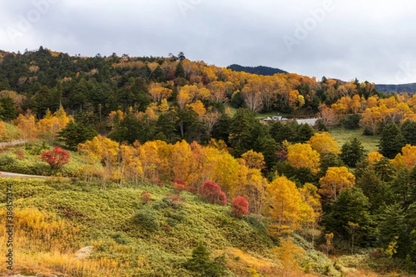 Fototapeta 紅葉の万座温泉