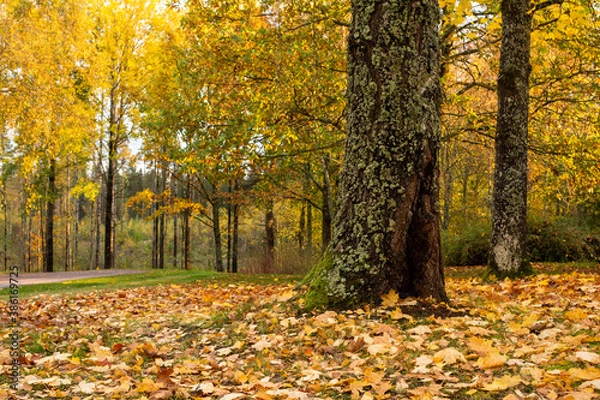 Fototapeta autumn trees in the park