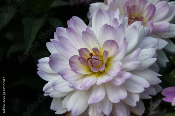 Fototapeta Dahlienblüte