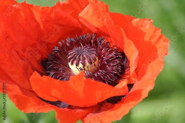 Fototapeta Mohnblüte 