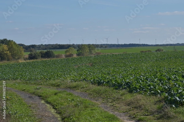 Obraz lavender field