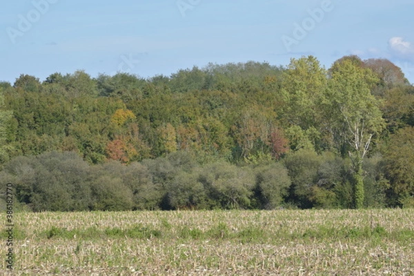 Obraz forest in autumn
