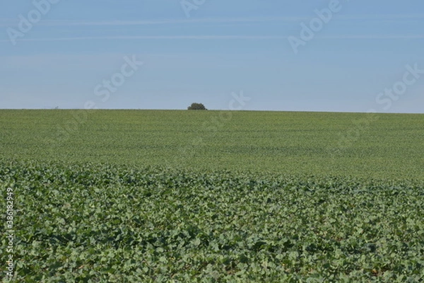 Obraz Small tree big field