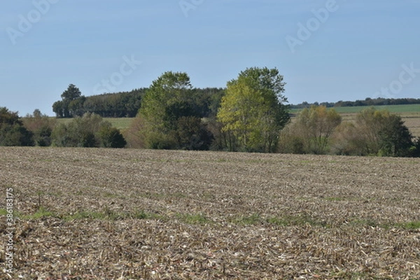 Obraz field after harvest
