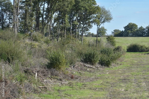 Obraz path in the field