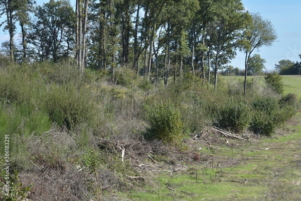 Obraz path in the woods