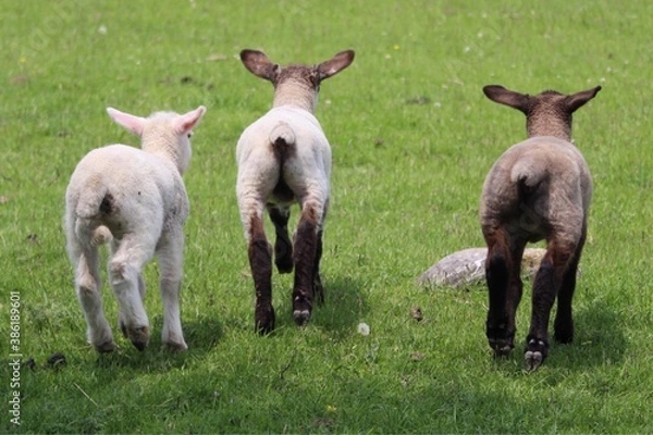 Obraz three lambs.  view from behind
