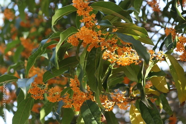 Obraz 香る金木犀