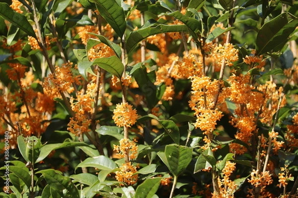 Obraz 香る金木犀