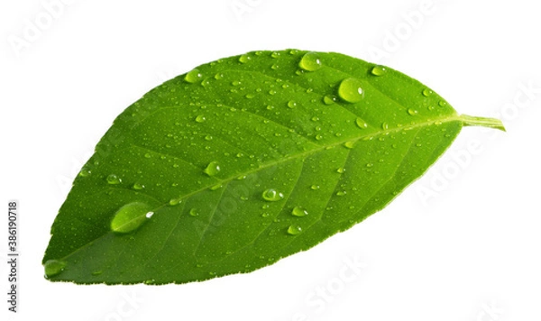 Fototapeta Citrus Lemon leaf with drops isolated on white background