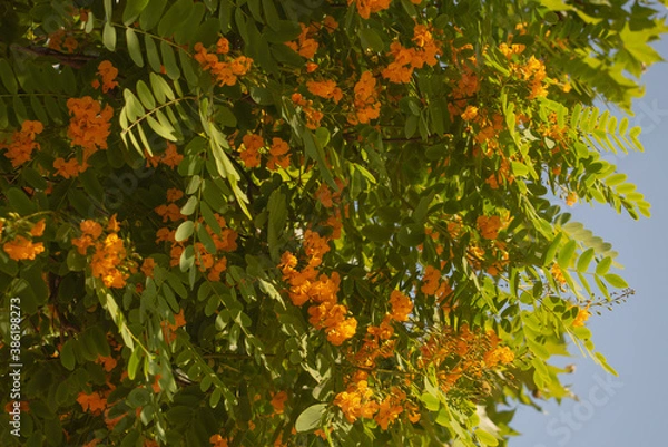 Fototapeta tree detail with small yellow flowers and green leaves on a sunny day horizontal