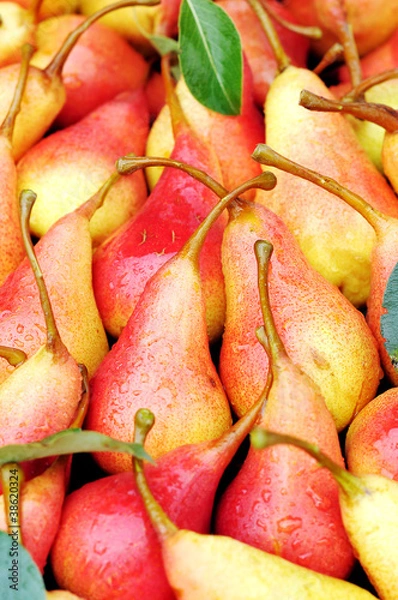 Fototapeta red pears