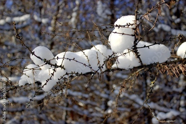 Obraz snow covered branches