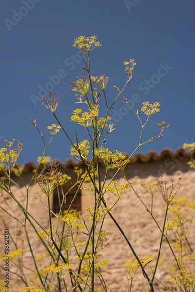 Fototapeta yellow flower detail with blue sky and old stone wall in the background on a sunny day