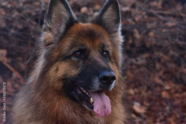 Obraz German shepherd portrait. 