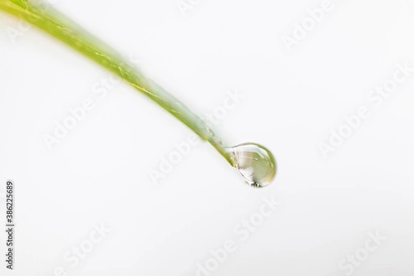Obraz Waterdroplet on the tip of a green leaf