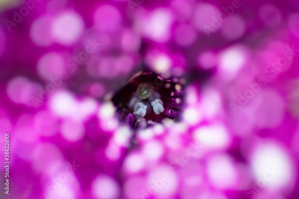 Obraz Purple flower shining with a close up view on the stamper