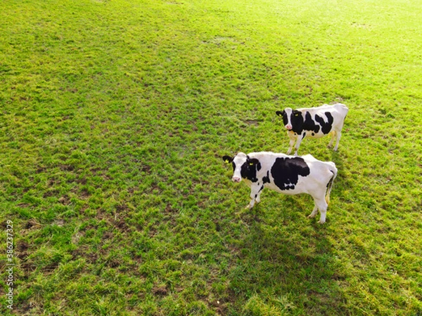 Obraz Kühe auf Weide