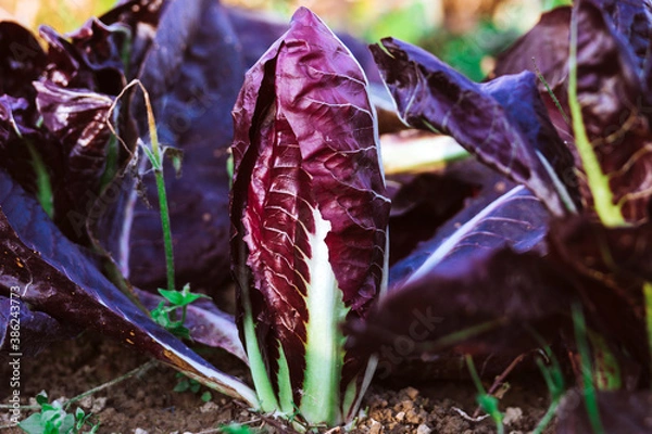 Obraz growing radicchio in the garden