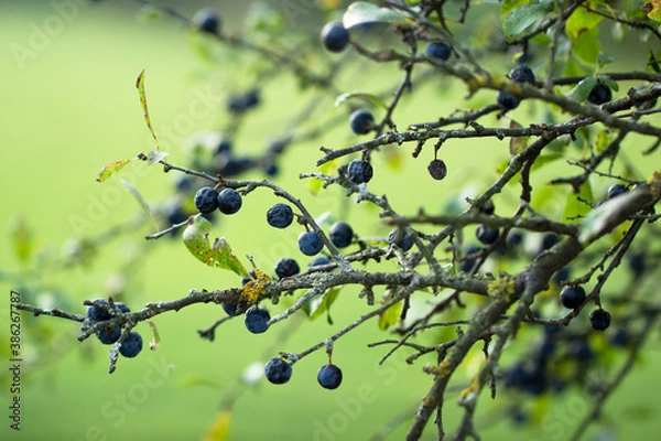 Fototapeta The fruits of blackthorn. Prunus spinosa berries commonly known as blackthorn or sloe on green background.