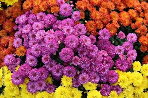 Fototapeta 한국 인천시 부평구 부평문화의거리꽃축제에다녀왔습니다