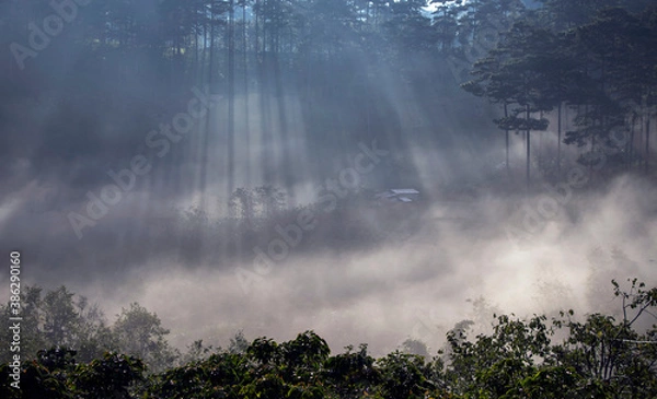 Obraz mist in the forest