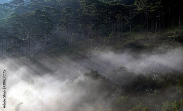 Obraz fog in the forest