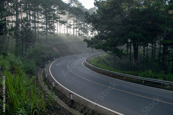 Obraz road in the woods