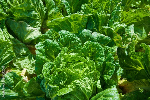 Fototapeta 高原野菜