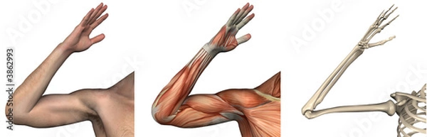 Obraz Anatomical Overlays - right arm - 3D render