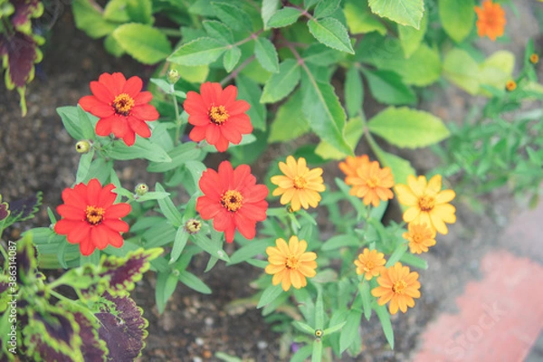 Obraz カラフルな花たち2