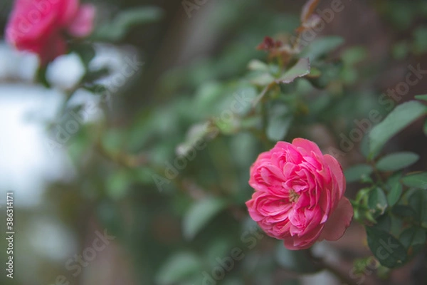 Obraz 煉瓦とバラ4