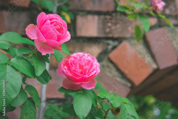 Obraz 煉瓦とバラ2