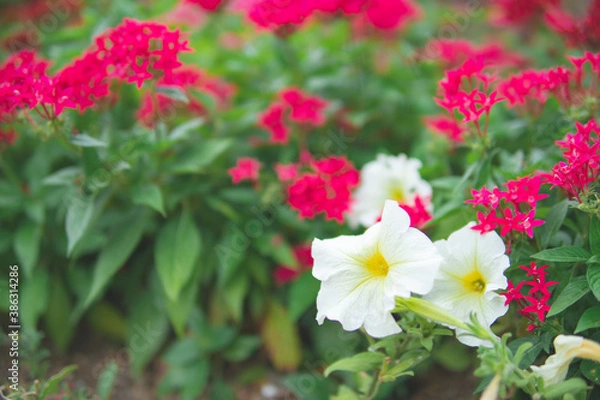 Obraz 庭園に咲く花畑3