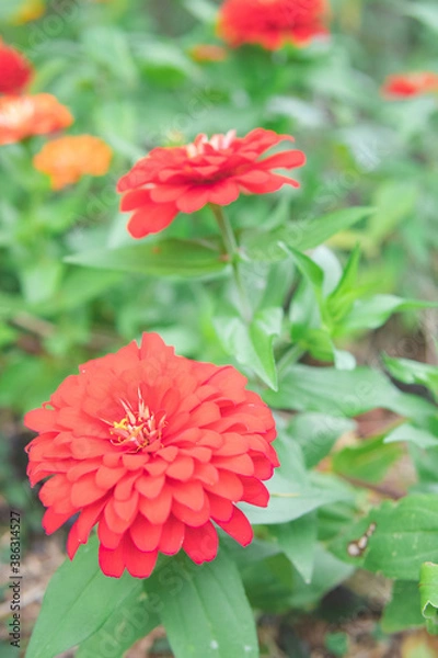 Obraz カラフルな花畑7