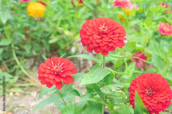 Obraz カラフルな花畑5