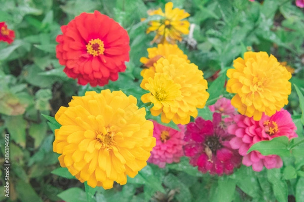 Obraz カラフルな花畑1