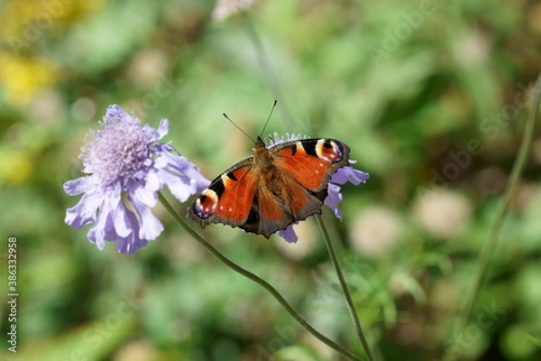 Fototapeta 紫色のマツムシソウに色鮮やかなクジャクチョウ