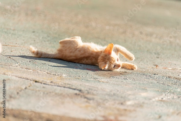 Fototapeta ゴローン　可愛い子猫