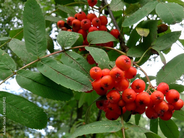 Fototapeta small bright red berries hanging on a bunch of twigs