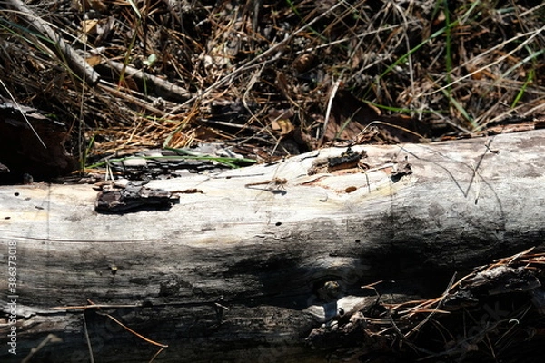 Fototapeta tree in the forest