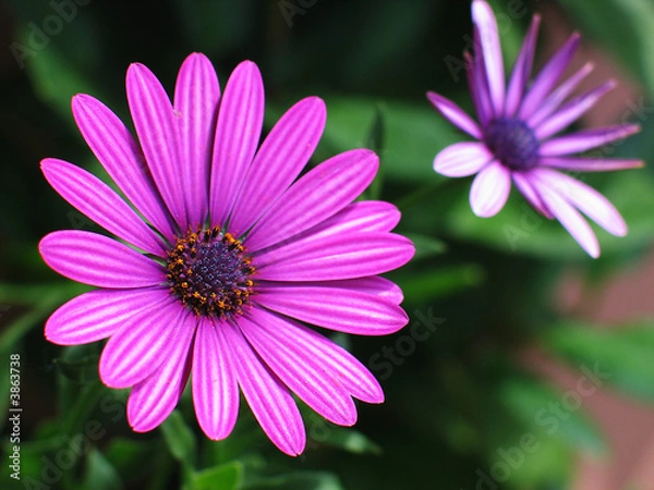 Obraz kapringelblume