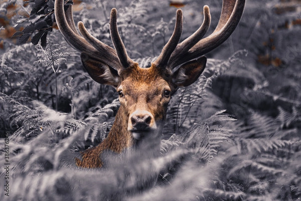 Obraz deer in the woods