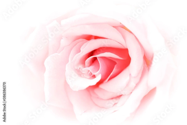 Fototapeta ピンクのバラ