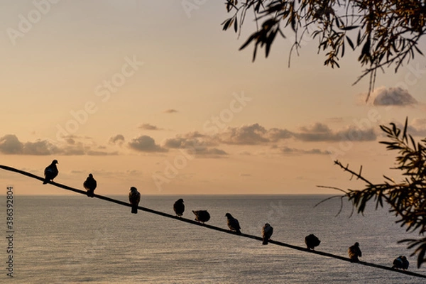 Fototapeta Doves sit in a row on a wire over the background of the sea and the sunset sky with clouds.