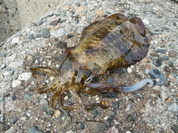 Obraz 日本の海で釣れたアオリイカ