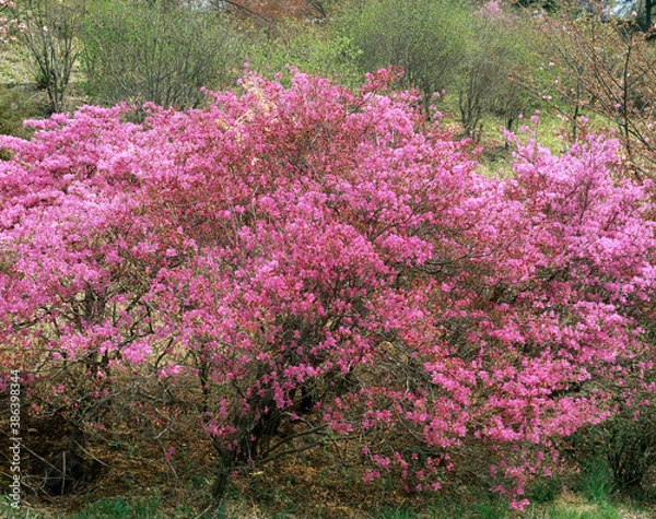 Fototapeta ミツバツツジ