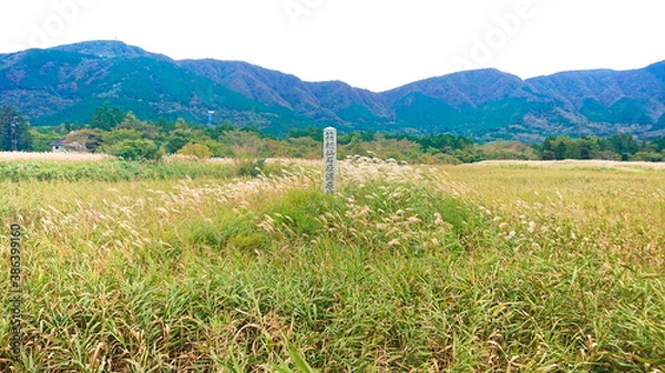 Fototapeta 箱根　仙石原　秋のMiscanthus草原