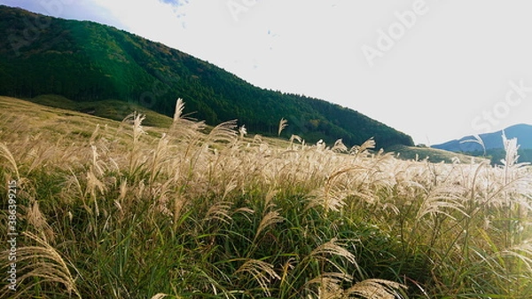 Fototapeta 箱根　仙石原　秋のMiscanthus草原