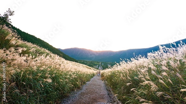 Fototapeta 箱根　仙石原　秋のMiscanthus草原
